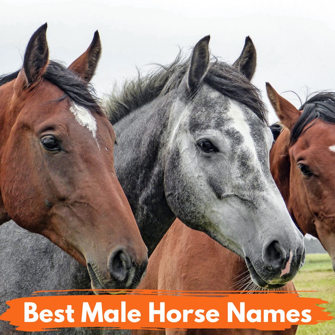 800 Best Male Horse Names National Equine