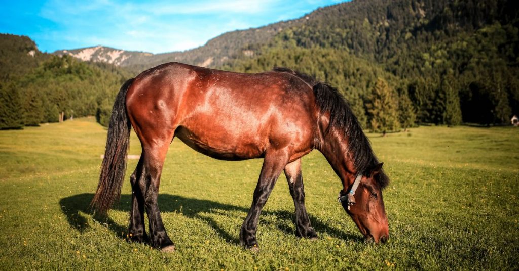 800-best-male-horse-names-national-equine