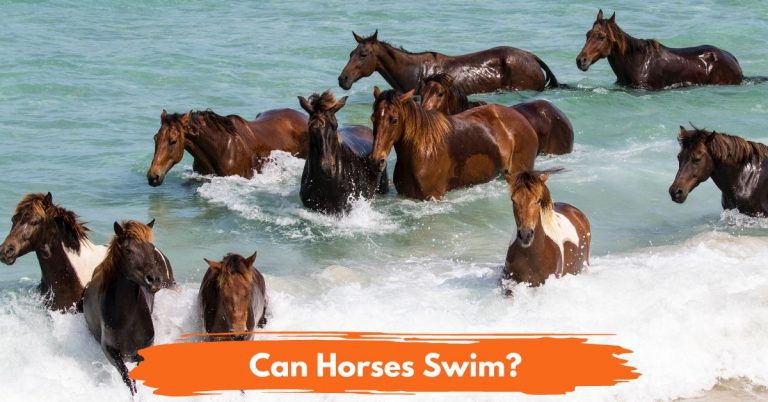 Can Horses Swim? 11 Facts You Need To Know - National Equine