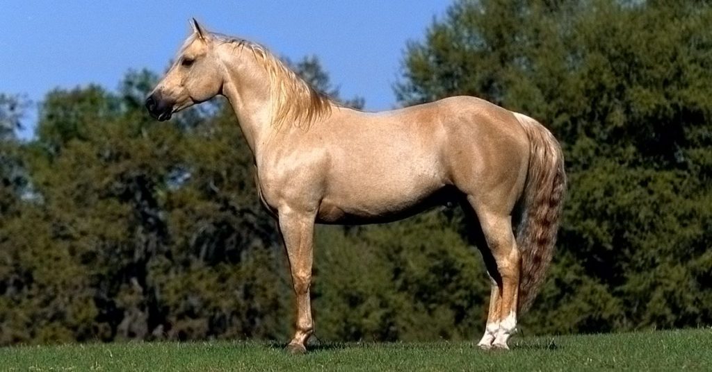 26 Common Horse Colors, Markings & Patterns National Equine