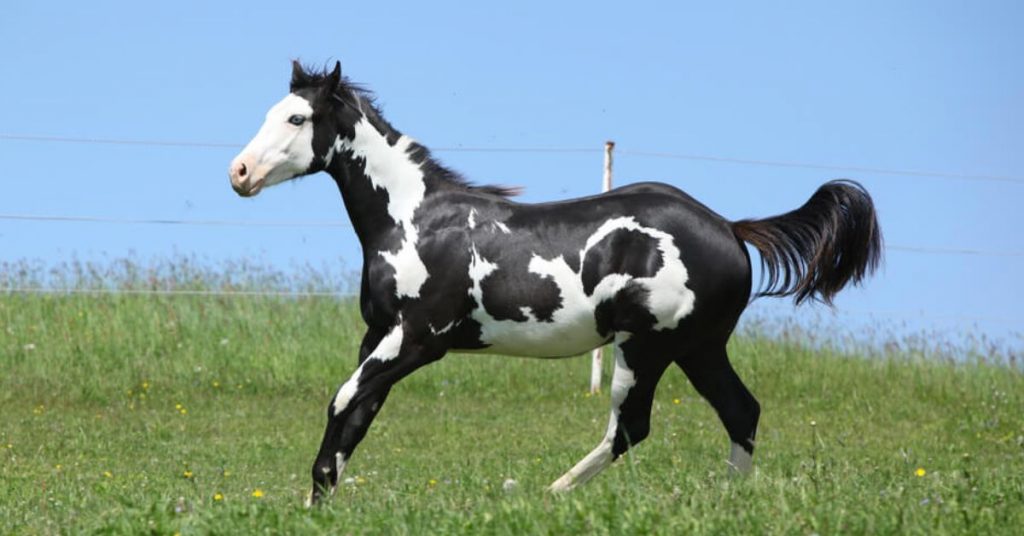 26 Common Horse Colors, Markings & Patterns - National Equine