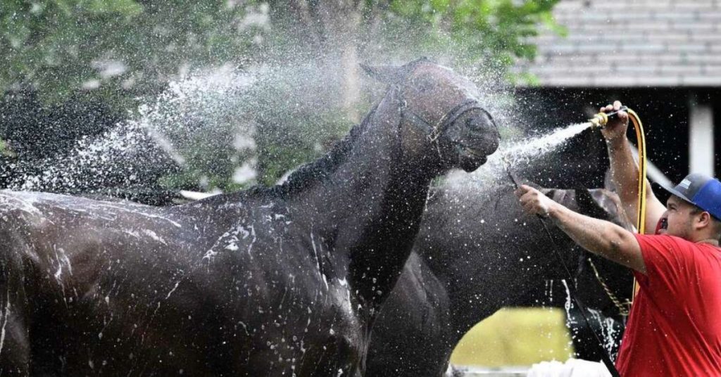 Do Horses Sweat? What Causes Anhidrosis? - National Equine