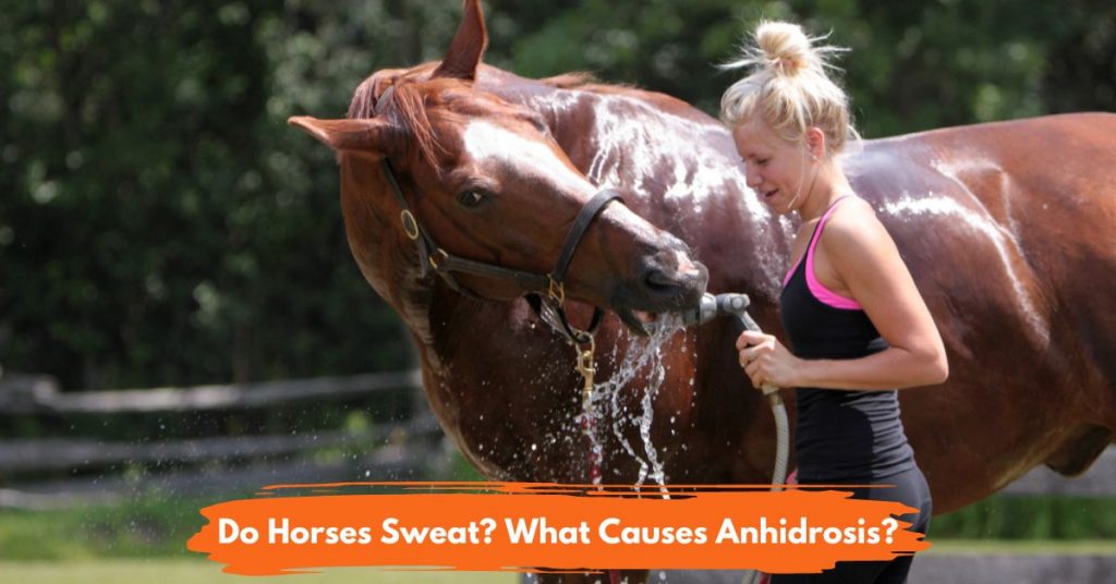 do-horses-sweat-what-causes-anhidrosis-national-equine