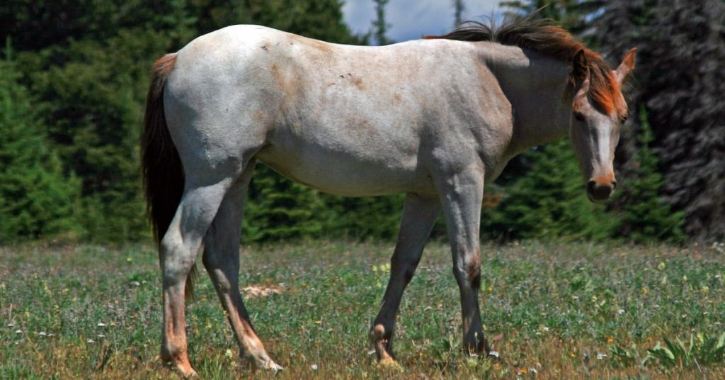 What Is A Roan Horse? - National Equine