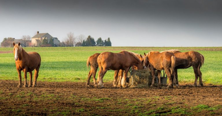 how-much-does-a-horse-cost-national-equine