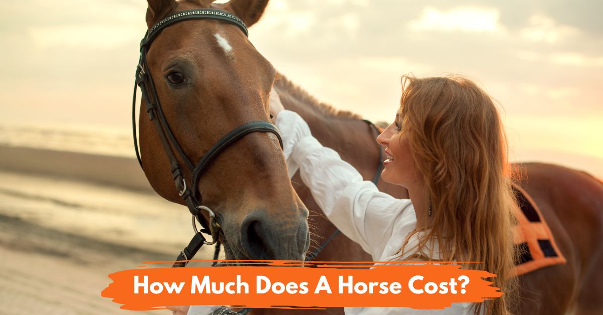 How Much Does A Horse Cost National Equine