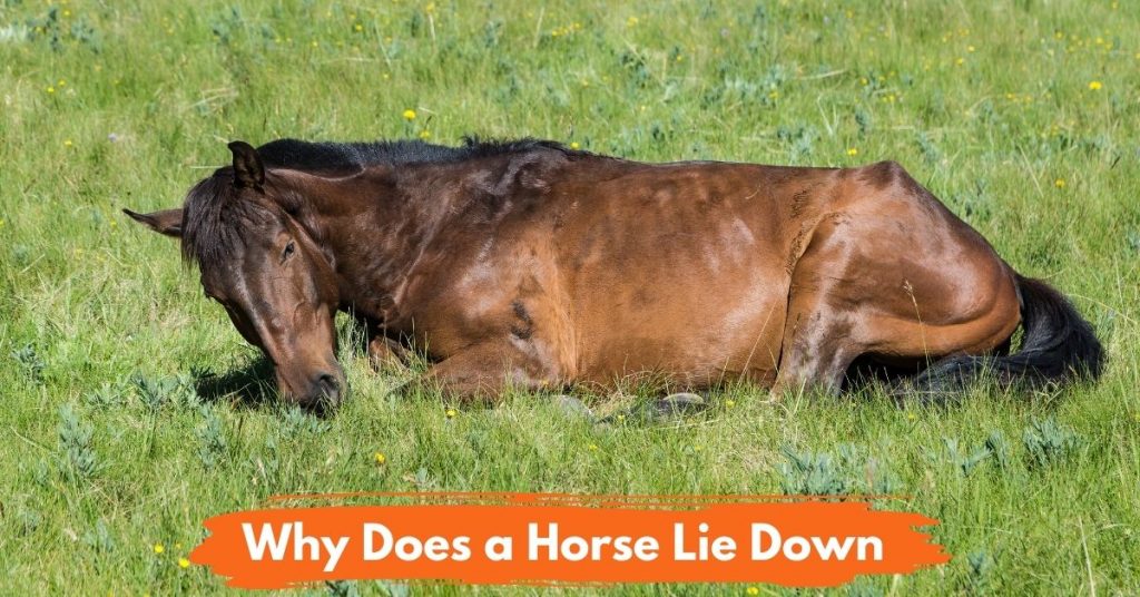 3 Reasons Why Does A Horse Lie Down? National Equine