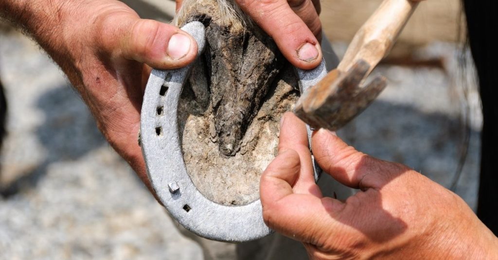 6 Reasons Why Horses Need Shoes - National Equine