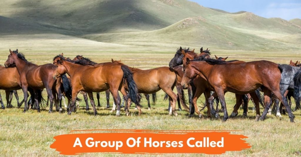  What Is A Group Of Horses Called National Equine