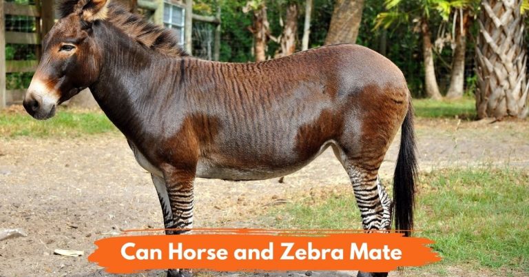 Can A Horse And A Zebra Mate? - National Equine