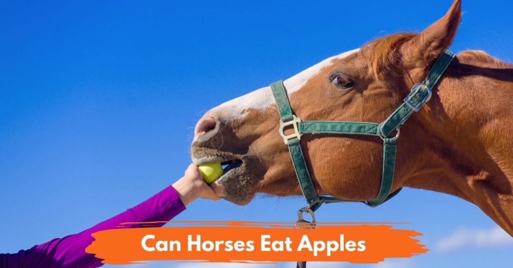 Can Horses Eat Apples? National Equine