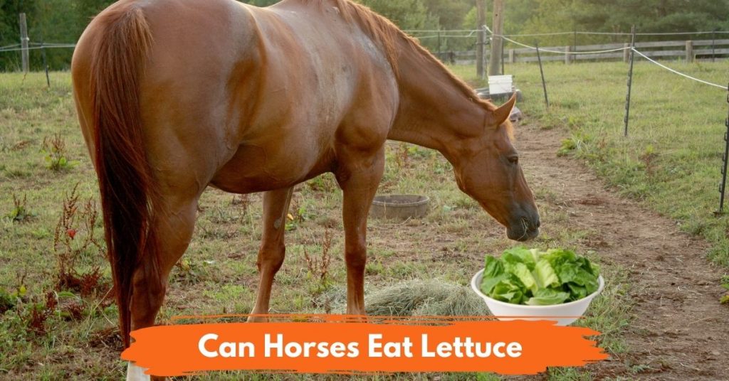 Can Horses Eat Lettuce? National Equine