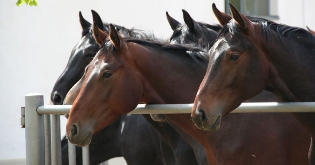 what-is-a-group-of-horses-called-national-equine