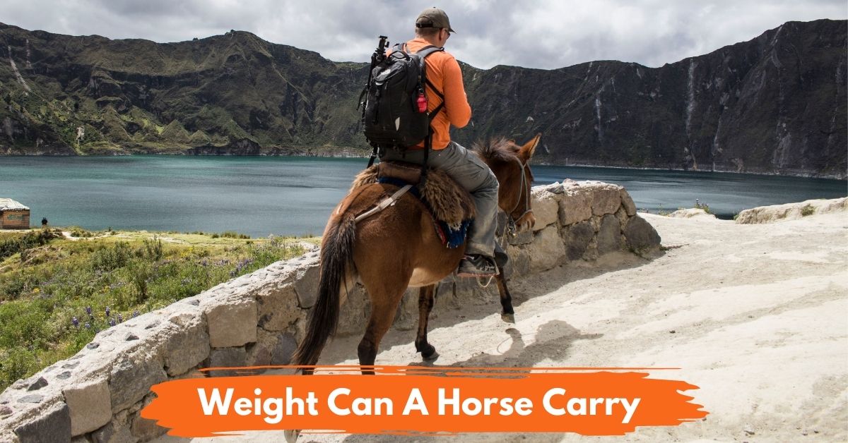 How Much Weight Can A Horse Carry National Equine