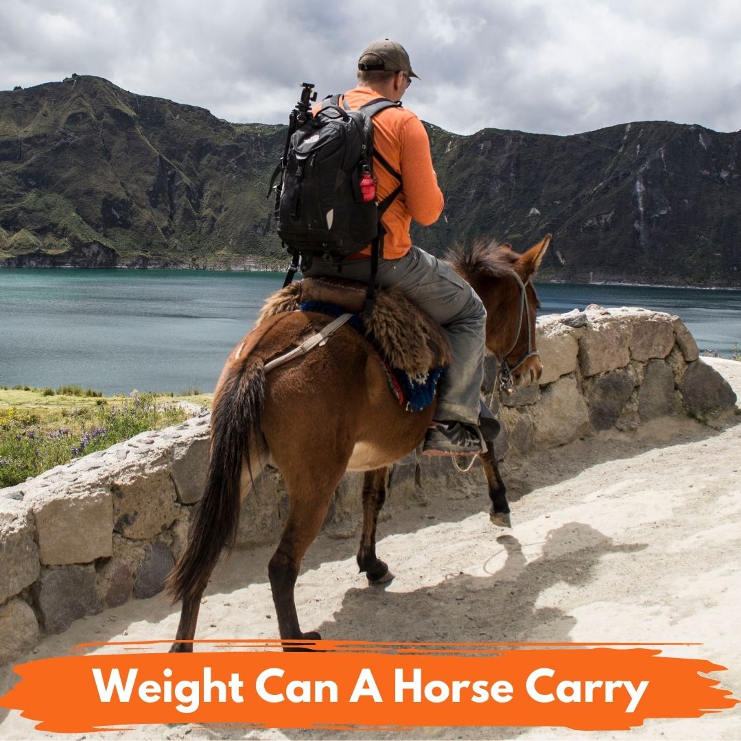 How Much Weight Can A Horse Carry National Equine