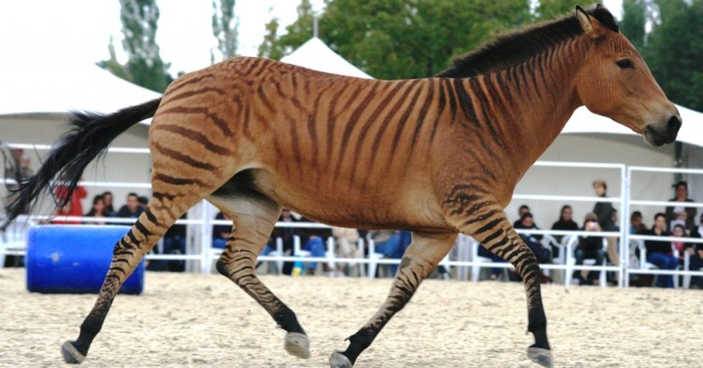 Can A Horse And A Zebra Mate? - National Equine