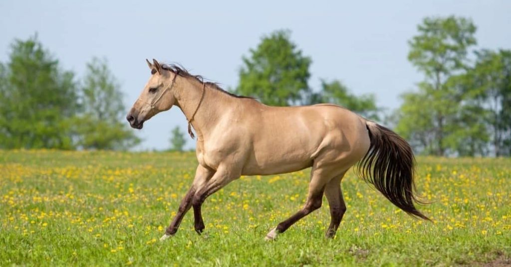 Dun Vs. Buckskin Horse, What's The Difference - National Equine