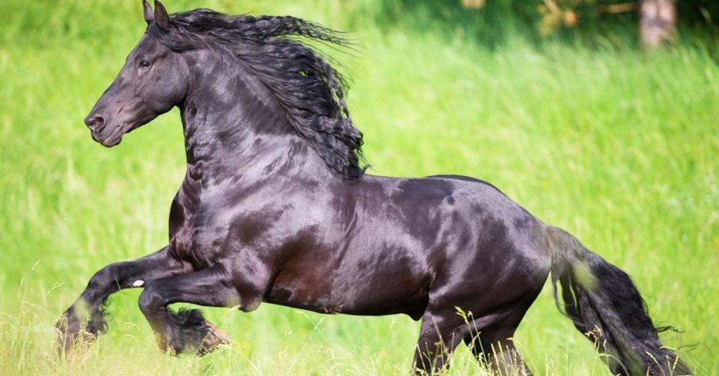 how-much-does-a-friesian-horse-cost-national-equine