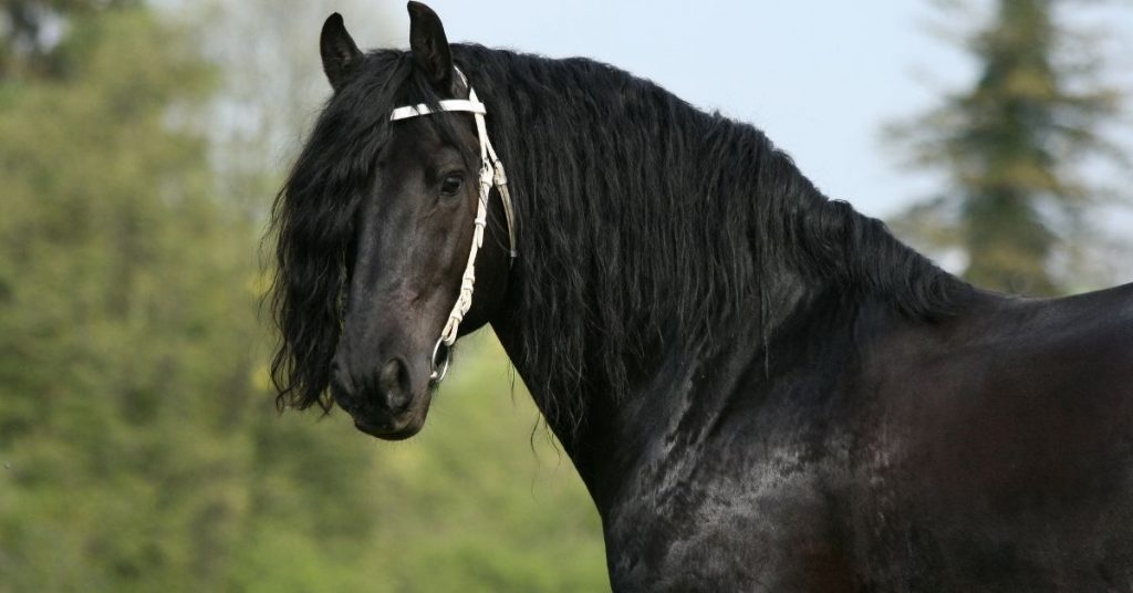 How Much Does A Friesian Horse Cost? - National Equine