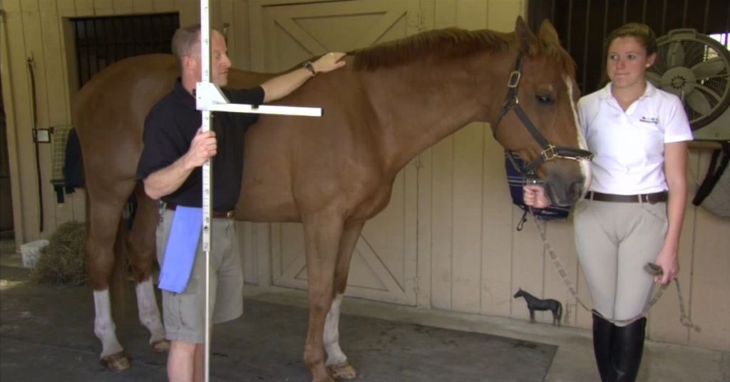 how-to-measure-a-horse-s-height-national-equine