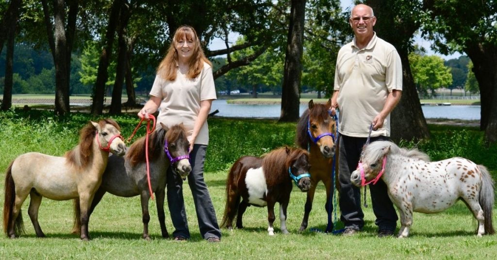 how-much-does-a-miniature-horse-cost-national-equine