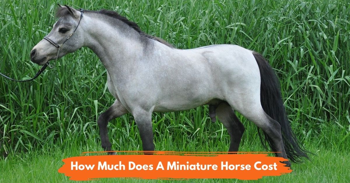 How Much Does A Miniature Horse Cost National Equine