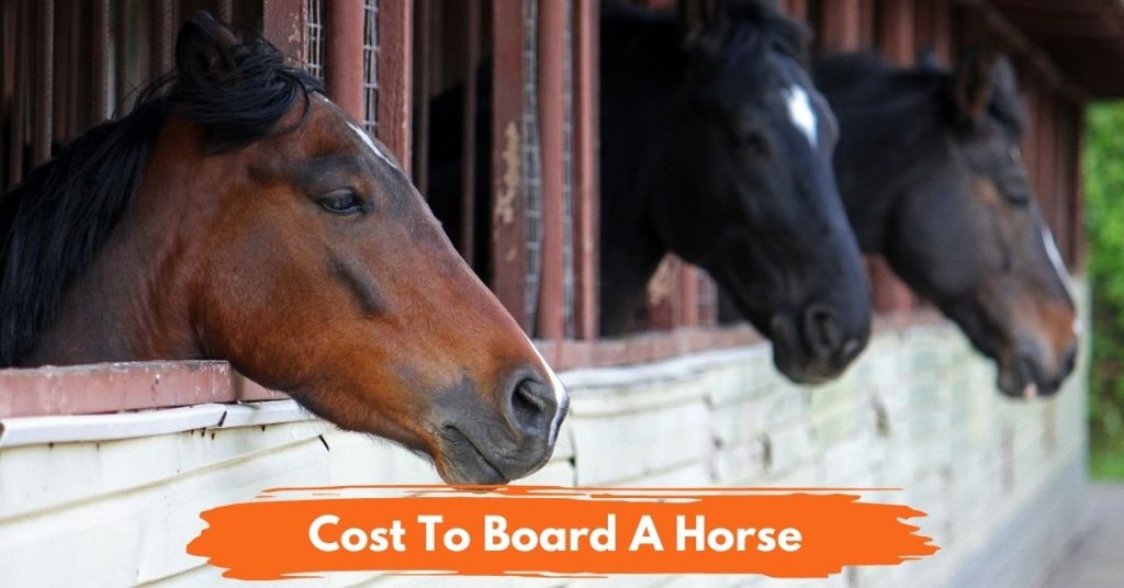 How Much Does It Cost To Board A Horse? - National Equine