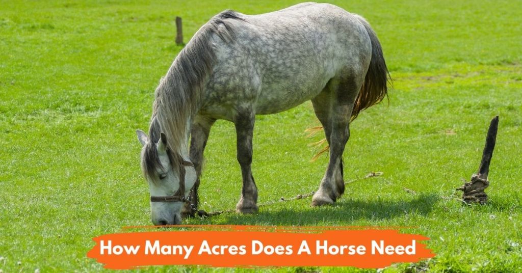 How Many Acres Do You Need For A Horse? - National Equine