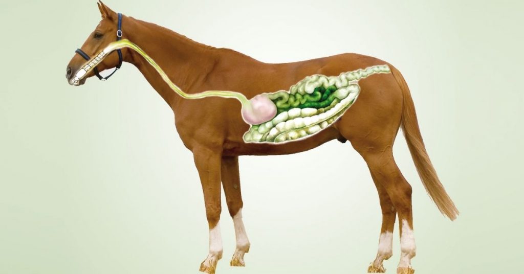 How Many Stomachs Does A Horse Have? National Equine