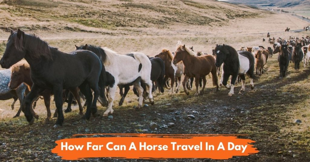 how far can a horse travel a day