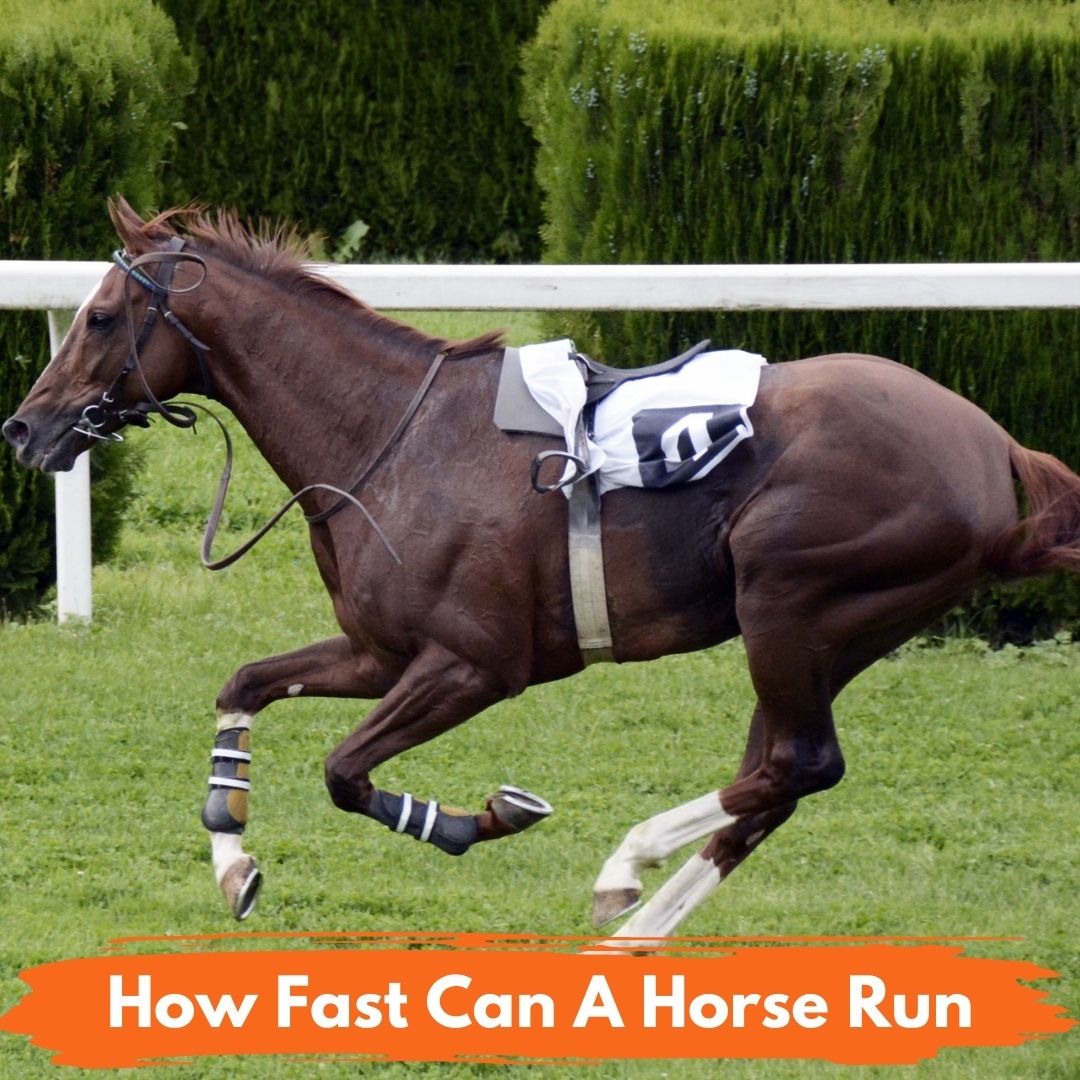 fastest horse in the world 2022