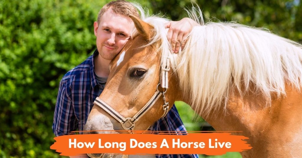 How Long Does A Horse Live? - National Equine