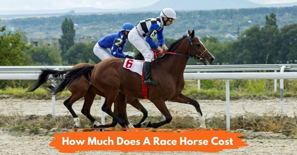 How Much Does A Race Horse Cost? National Equine