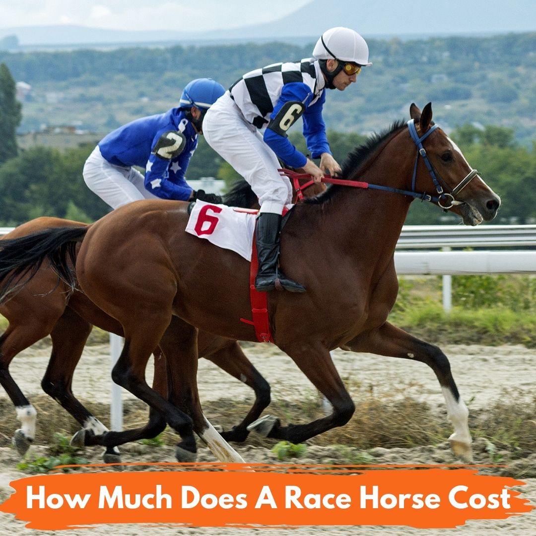 How-Much-Does-a-Race-Horse-Cost.jpg