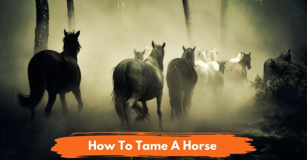 How To Tame A Horse In Real Life? (5 Steps) - National Equine