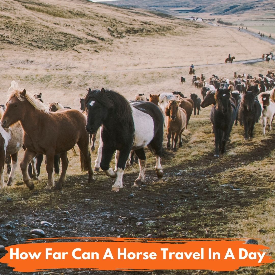 how far horse travel in a day