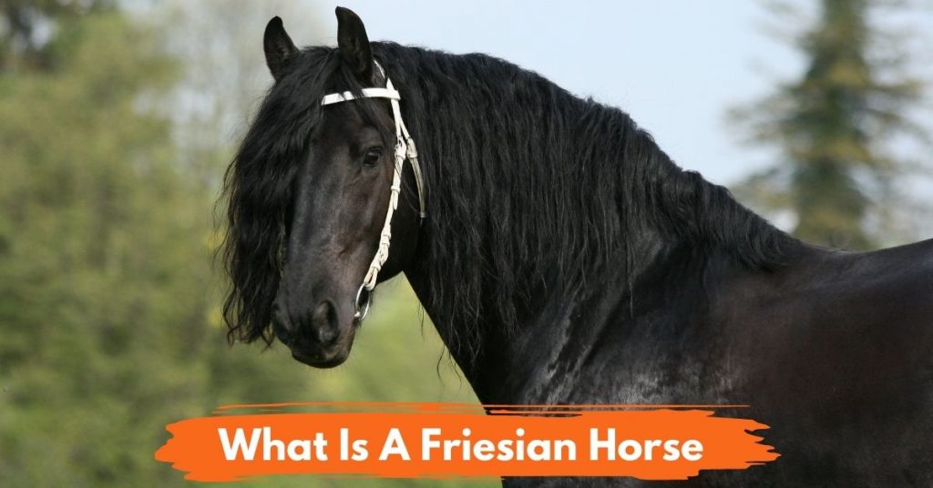 What Is A Friesian Horse? - National Equine