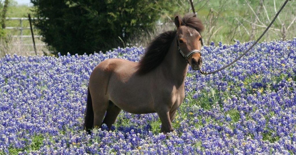 How Much Does A Miniature Horse Cost? National Equine