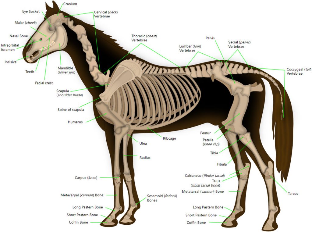 How Many Bones Does A Horse Have? National Equine