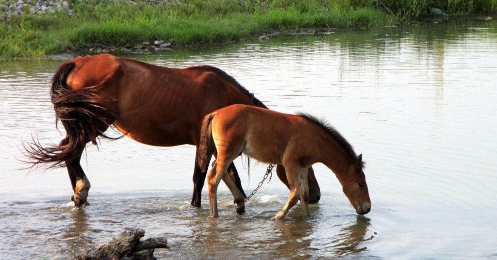 How Much Water Does A Horse Drink In A Day? - National Equine