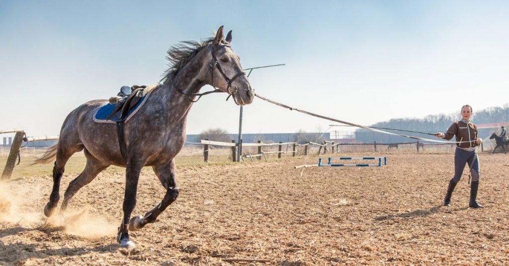 How To Train A Horse? (8 Steps) - National Equine